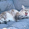 Raoni participe au concours pour gagner de l'argent avec cette photo : animal, cat, comfy, cozy, cushion, cute, domestic_animal, ears, feline, fluffy, fur, indoor, paw, pet, relaxing, resting, sleepy, sofa, whiskers, yawning