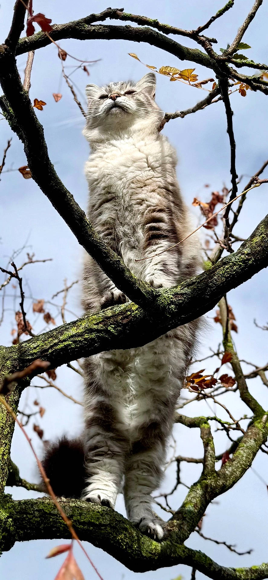 Raoni participe au concours pour gagner de l'argent avec cette photo : animal, autumn, branches, cat, close_up, daylight, fluffy, fur, leaves, looking_up, majestic, moss, nature, outdoor, pet, sky, standing, tree, vertical, wildlife