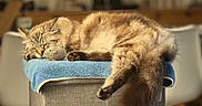 Raoni participe au concours pour gagner de l'argent avec cette photo : blurred_background, brown_fur, cat, cozy, cute, fluffy, furniture, home, indoor, long_hair, mouse_toy, ottoman, paw, pet, plush_toy, relaxing, resting, sleeping, tail, towel