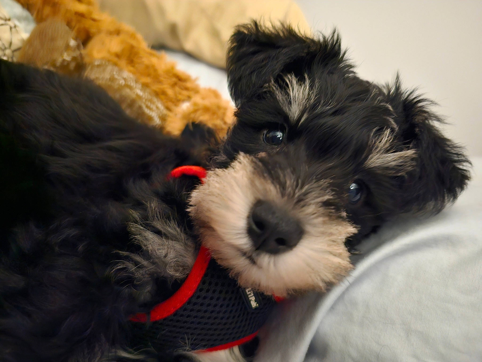 Dude joined the competition — help win amazing prizes! biewer_terrier, canidae, carnivore, collar, companion_dog, dog, dog_breed, dog_collar, dog_supply, fur, maltepoo, small_terrier, snout, sporting_group, terrier, toy, toy_dog, water_dog, working_animal, yorkipoo