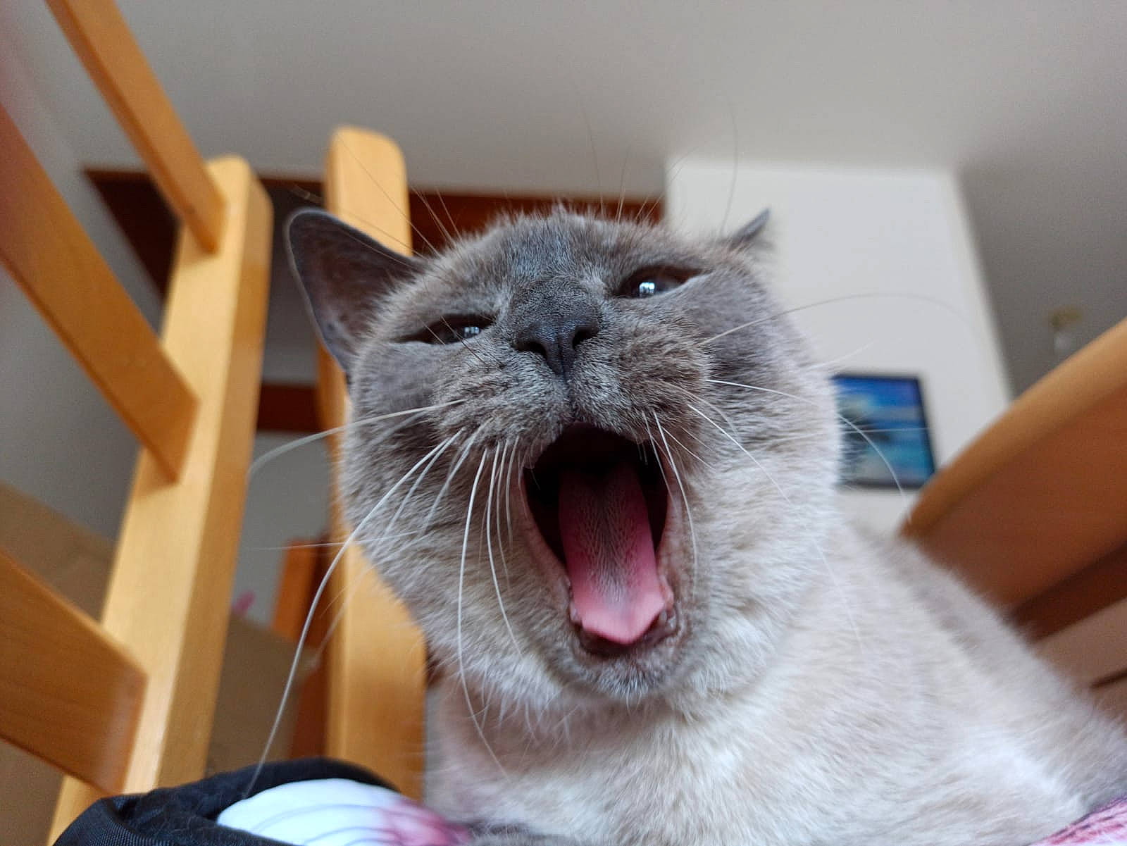 Alaska participe au concours pour gagner de l'argent avec cette photo : black_cat, carnivore, cat, chartreux, claw, domestic_short_haired_cat, ear, fang, felidae, fur, korat, laptop, paw, small_to_medium_sized_cats, smile, snout, terrestrial_animal, whiskers, yawn