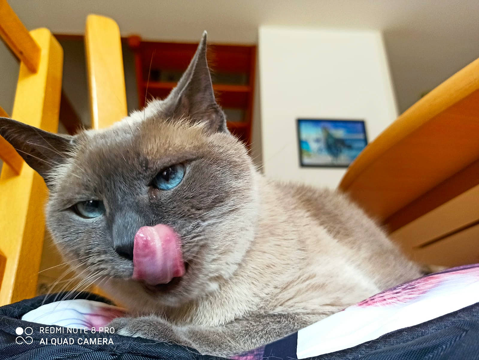 Alaska participe au concours pour gagner de l'argent avec cette photo : box, carnivore, cat, cat_bed, cat_furniture, cat_supply, chartreux, collar, comfort, domestic_short_haired_cat, fawn, felidae, fur, laptop, russian_blue, small_to_medium_sized_cats, snout, whiskers