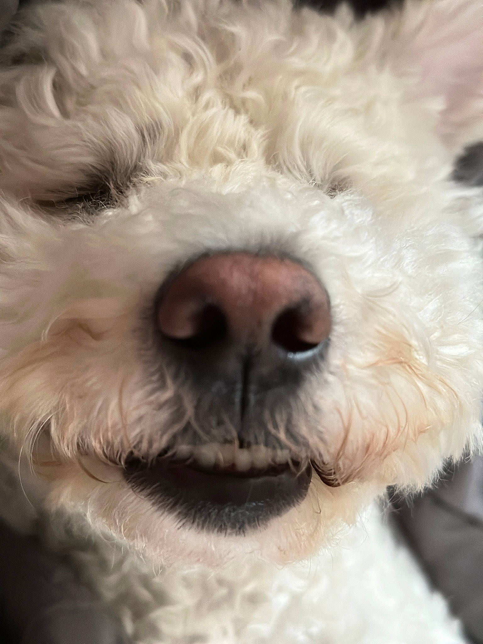 Buddy is registered to the contest to win money with this photo: carnivore, close_up, companion_dog, dog, dog_breed, fur, labradoodle, maltepoo, non_sporting_group, nose, small_terrier, snout, sporting_group, terrestrial_animal, terrier, toy_dog, water_dog, working_animal