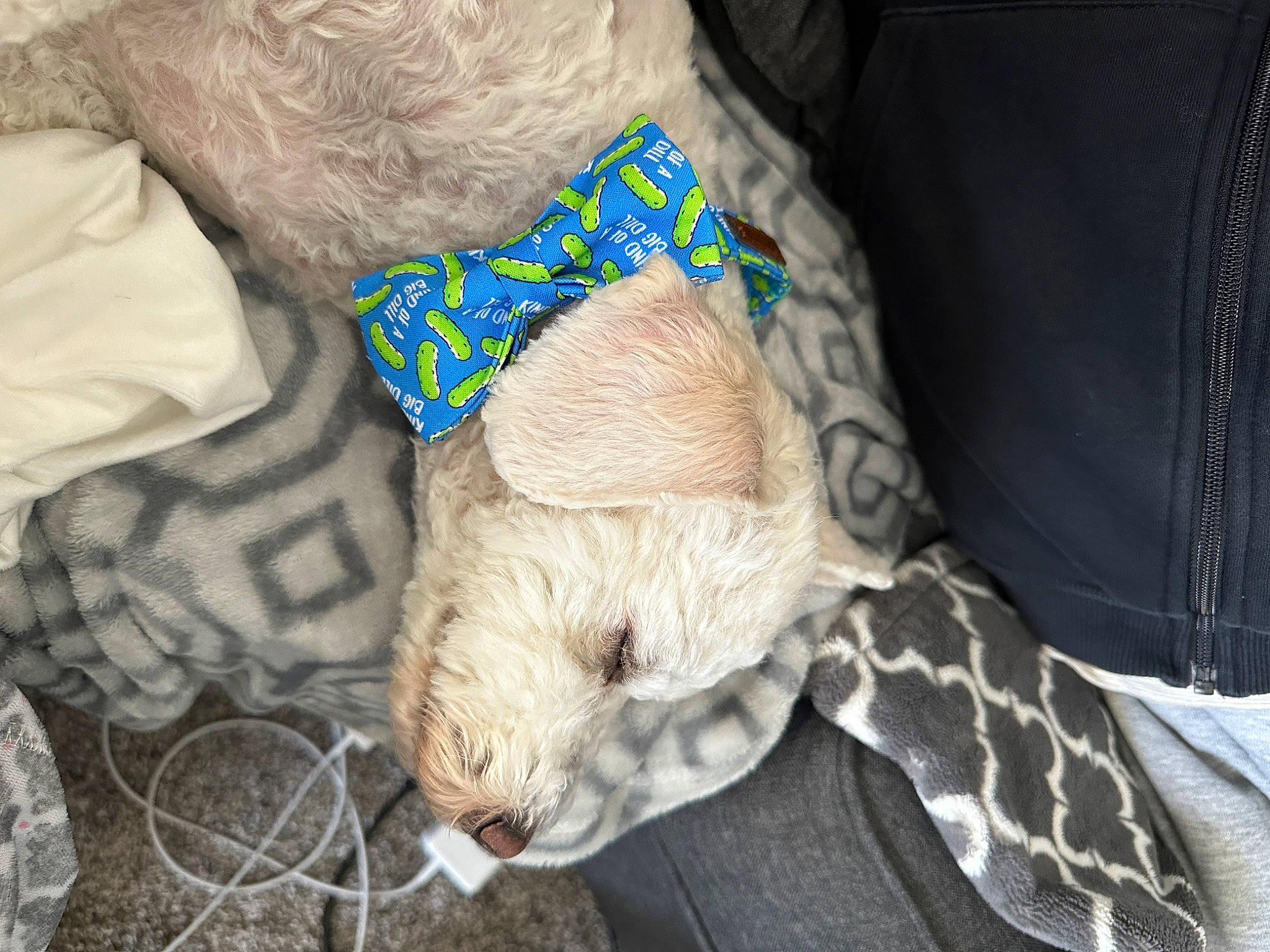 Buddy joined the competition — help win amazing prizes! canidae, carnivore, companion_dog, dog, dog_breed, dog_collar, fawn, felidae, fur, human_body, human_leg, leg, pattern, paw, snout, sporting_group, tail, terrestrial_animal, textile, whiskers