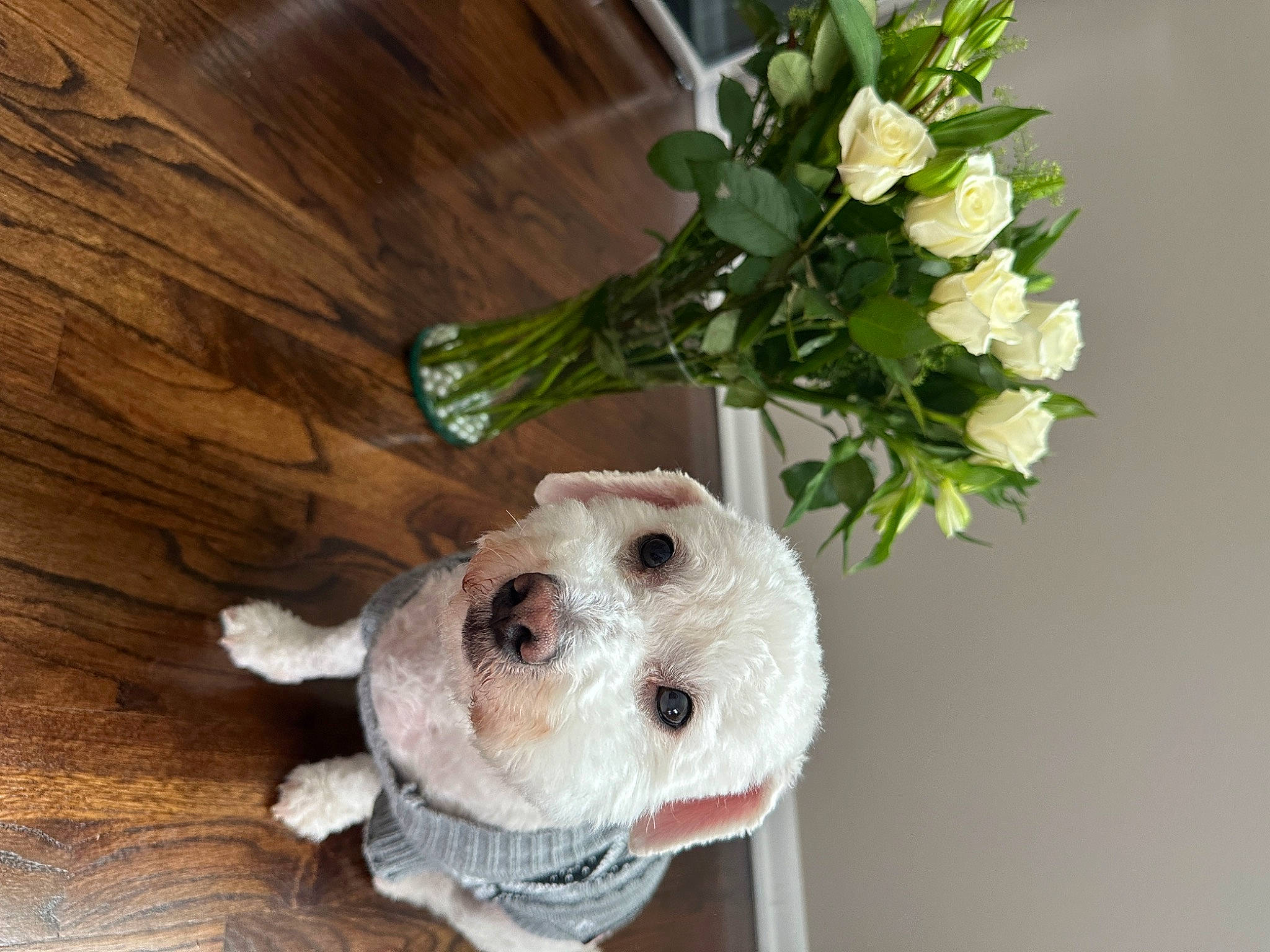 Buddy joined the competition — help win amazing prizes! artificial_flower, ball, bouquet, canidae, companion_dog, cut_flowers, dog_breed, fawn, flower, flower_arranging, fur, herbaceous_plant, petal, plant, rose, skull, sporting_group, stuffed_toy, toy, wood