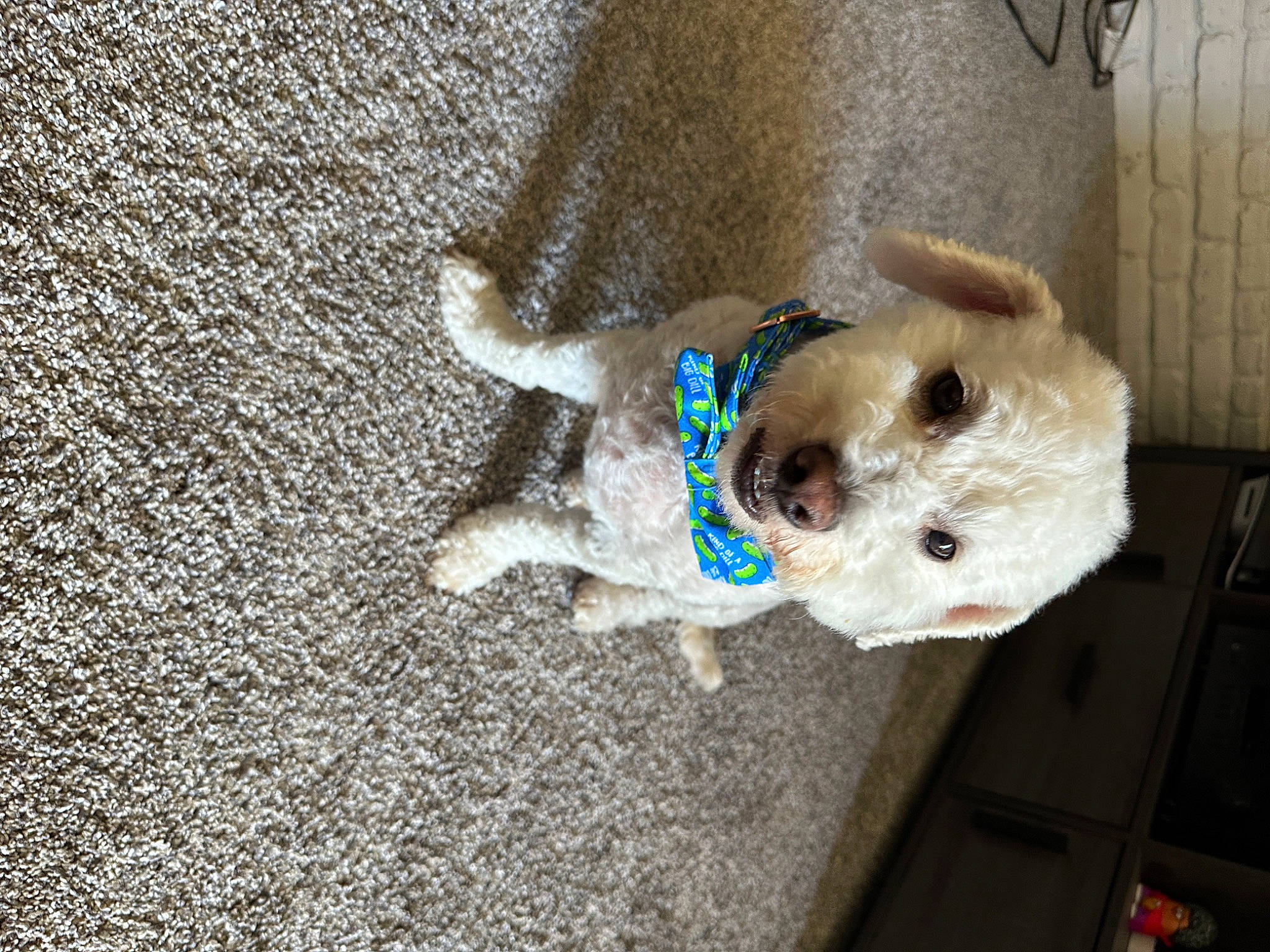 Buddy joined the competition — help win amazing prizes! ball, carnivore, collar, companion_dog, dog, dog_breed, dog_clothes, dog_collar, dog_supply, fawn, fur, labradoodle, paw, pet_supply, small_terrier, sporting_group, terrier, toy, toy_dog, working_animal