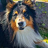 animal, canine, collie, daylight, dog, ears, eyes, face, fur, grass, long_hair, lying_down, nature, outdoor, pet, portrait, relaxed, snout, sunlight, tricolor