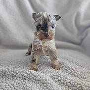 Autumn Rose is registered to the contest to win money with this photo: animal, background, blanket, close_up, curious, cute, dog, eyes, fluffy, fur, indoor, looking, neutral, pet, puppy, small_dog, soft, standing, texture, young