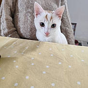 Félix a rejoint le concours — aidez-le/la à gagner de superbes lots ! abyssinian, angora, animal, blanket, cat, clothing, couch, cushion, furniture, homedecor, kitten, knitwear, linen, manx, pet, plywood, quilt, siamese, sweater, wood