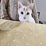 abyssinian, angora, animal, blanket, cat, clothing, couch, cushion, furniture, homedecor, kitten, knitwear, linen, manx, pet, plywood, quilt, siamese, sweater, wood