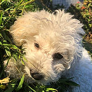 Lucky is registered to the contest to win money with this photo: dog, white, curly_fur, grass, outdoor, sunlight, pet, nature, close_up, garden, fence, leaf, animal, cute, fluffy, portrait, daylight, canine, fur, relaxed