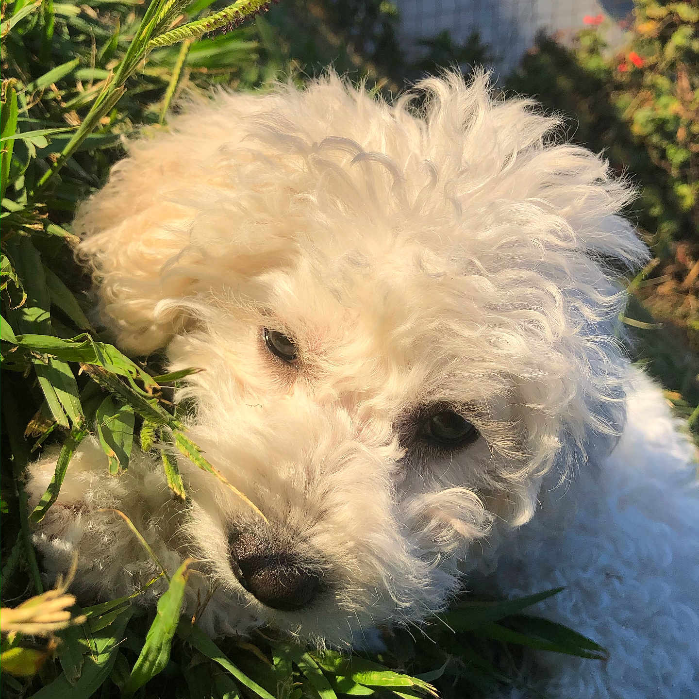 Lucky is registered to the contest to win money with this photo: animal, canine, close_up, curly_fur, cute, daylight, dog, fence, fluffy, fur, garden, grass, leaf, nature, outdoor, pet, portrait, relaxed, sunlight, white
