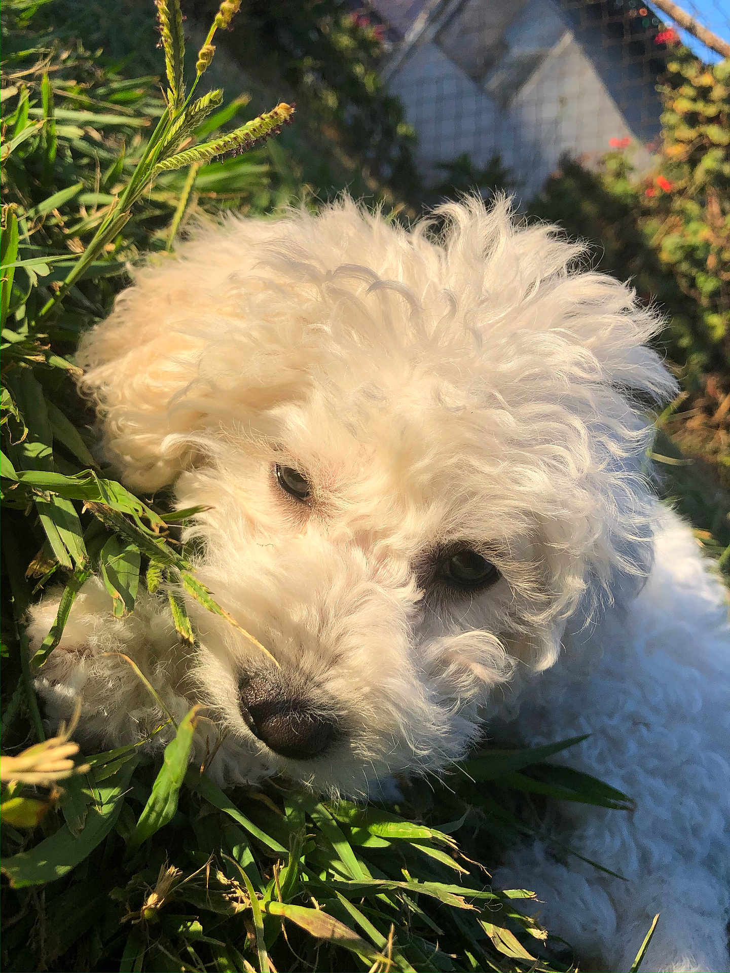 Lucky is registered to the contest to win money with this photo: dog, white, curly_fur, grass, outdoor, sunlight, pet, nature, close_up, garden, fence, leaf, animal, cute, fluffy, portrait, daylight, canine, fur, relaxed