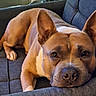 dog, brown_dog, pet, canine, couch, sofa, indoor, resting, relaxed, ears, face, close_up, animal, companion, cute, furniture, home, lying_down, nose, paw