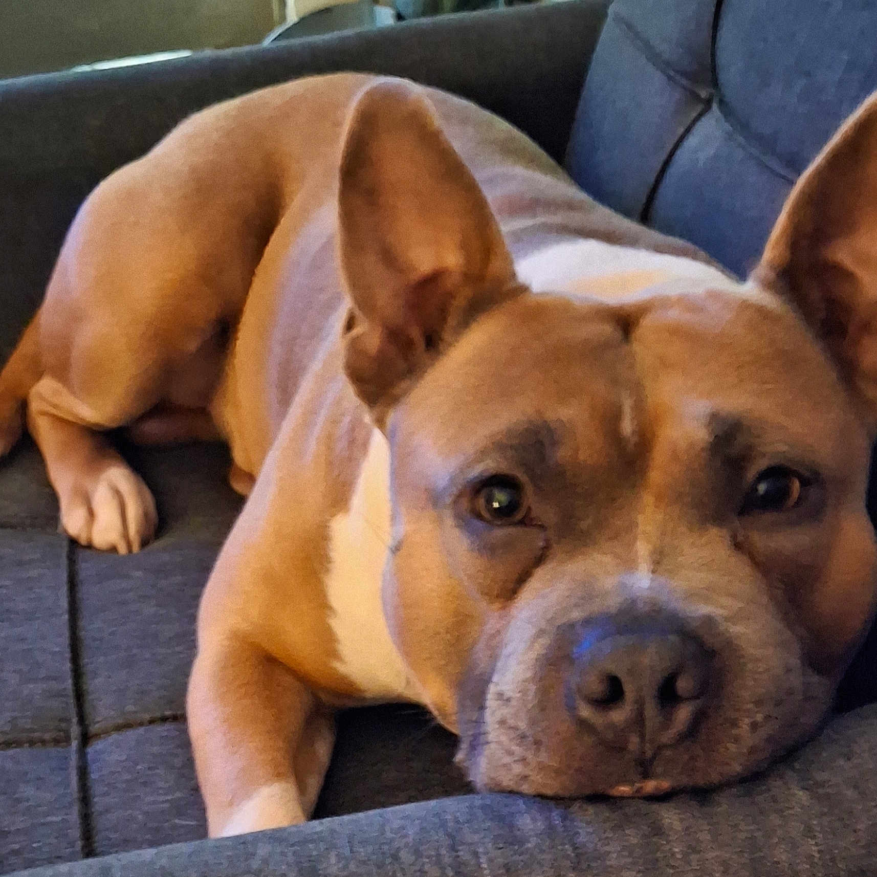Chomp Russell joined the competition — help win amazing prizes! animal, brown_dog, canine, close_up, companion, couch, cute, dog, ears, face, furniture, home, indoor, lying_down, nose, paw, pet, relaxed, resting, sofa
