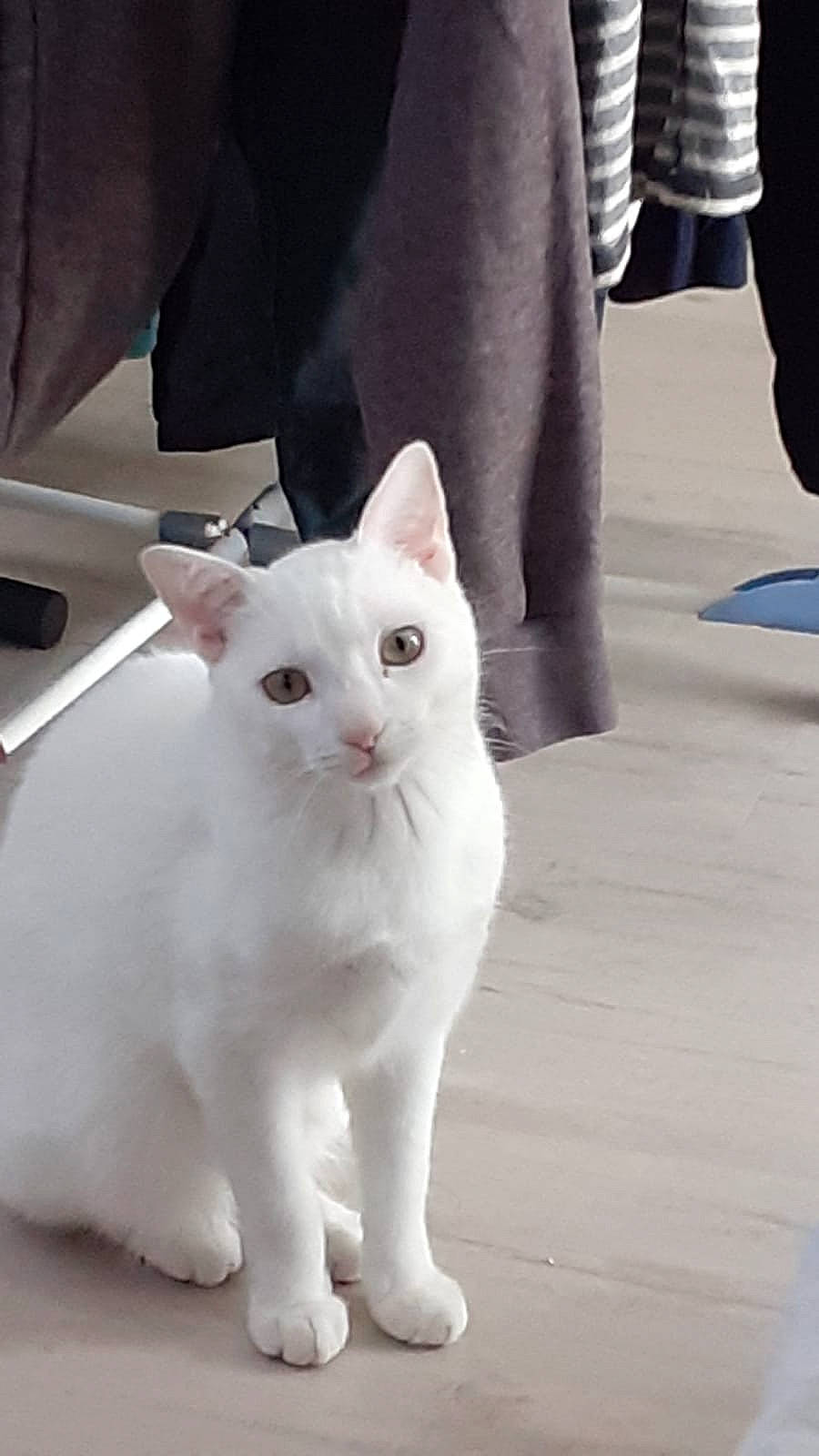 Mushu a rejoint le concours — aidez-le/la à gagner de superbes lots ! carnivore, cat, domestic_short_haired_cat, eye, felidae, flooring, fur, human_leg, paw, sitting, small_to_medium_sized_cats, snout, street_fashion, tail, terrestrial_animal, vehicle_registration_plate, whiskers