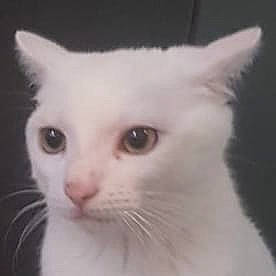 Mushu participe au concours pour gagner de l'argent avec cette photo : carnivore, cat, domestic_short_haired_cat, eyebrow, felidae, fur, iris, no_expression, small_to_medium_sized_cats, snout, tail, whiskers