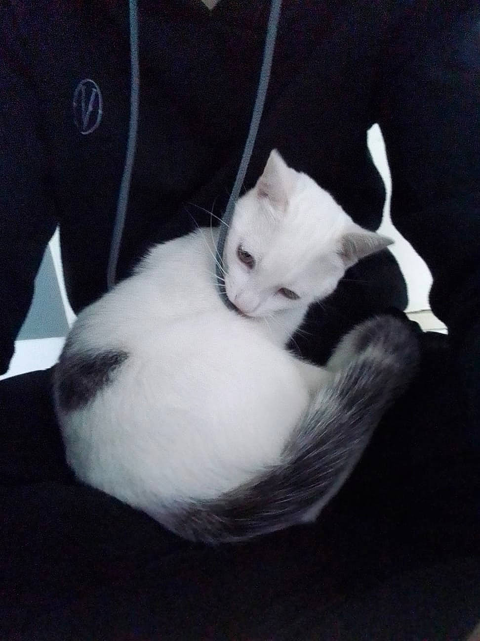 Mushu participe au concours pour gagner de l'argent avec cette photo : carnivore, cat, comfort, domestic_short_haired_cat, ear, felidae, formal_wear, fur, grey, mammal, monochrome, monochrome_photography, paw, sitting, sleeve, small_to_medium_sized_cats, snout, tail, vertebrate, whiskers