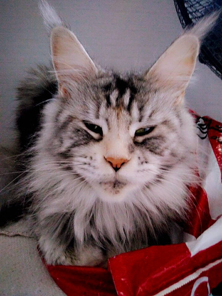 Jodie a rejoint le concours — aidez-le/la à gagner de superbes lots ! box, carnivore, cat, claw, domestic_short_haired_cat, event, felidae, fur, maine_coon, packaging_and_labeling, paw, small_to_medium_sized_cats, snout, whiskers