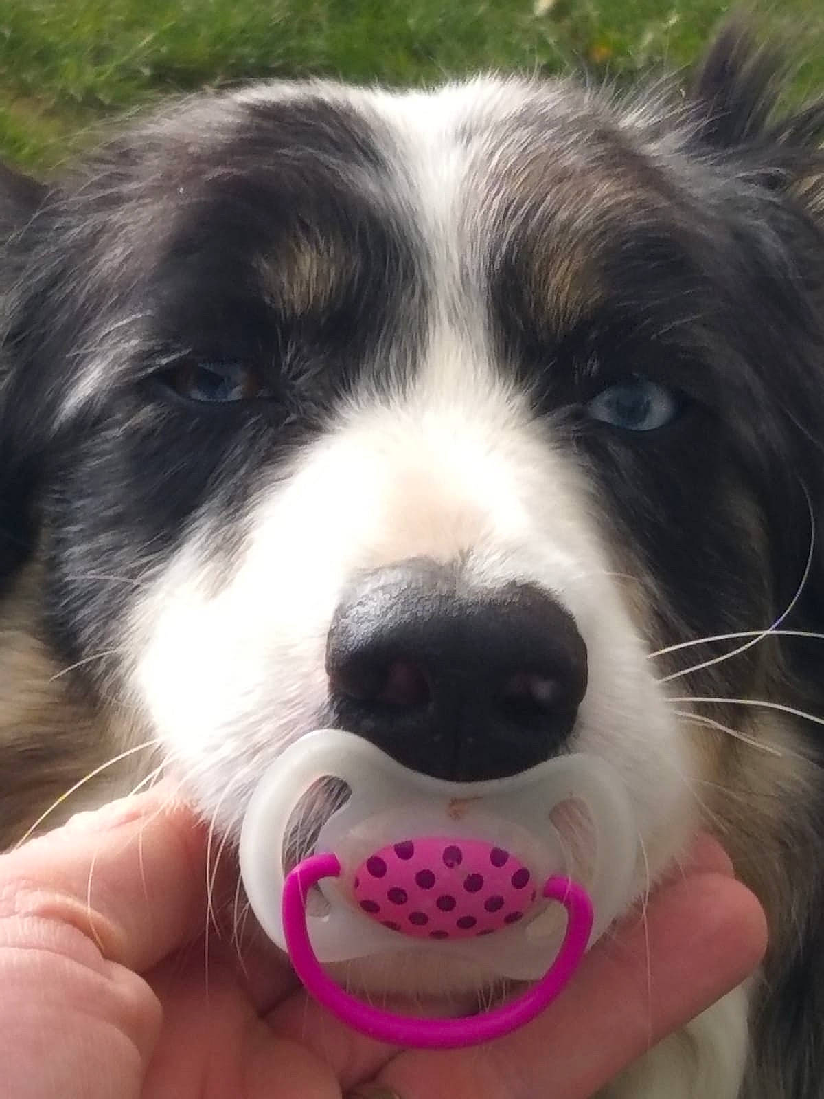 Nickie a rejoint le concours — aidez-le/la à gagner de superbes lots ! bored, canidae, carnivore, companion_dog, dog, dog_breed, fur, herding_dog, nail, paw, puppy, puppy_love, snout, sporting_group, terrestrial_animal, toy_dog, whiskers, working_animal, working_dog