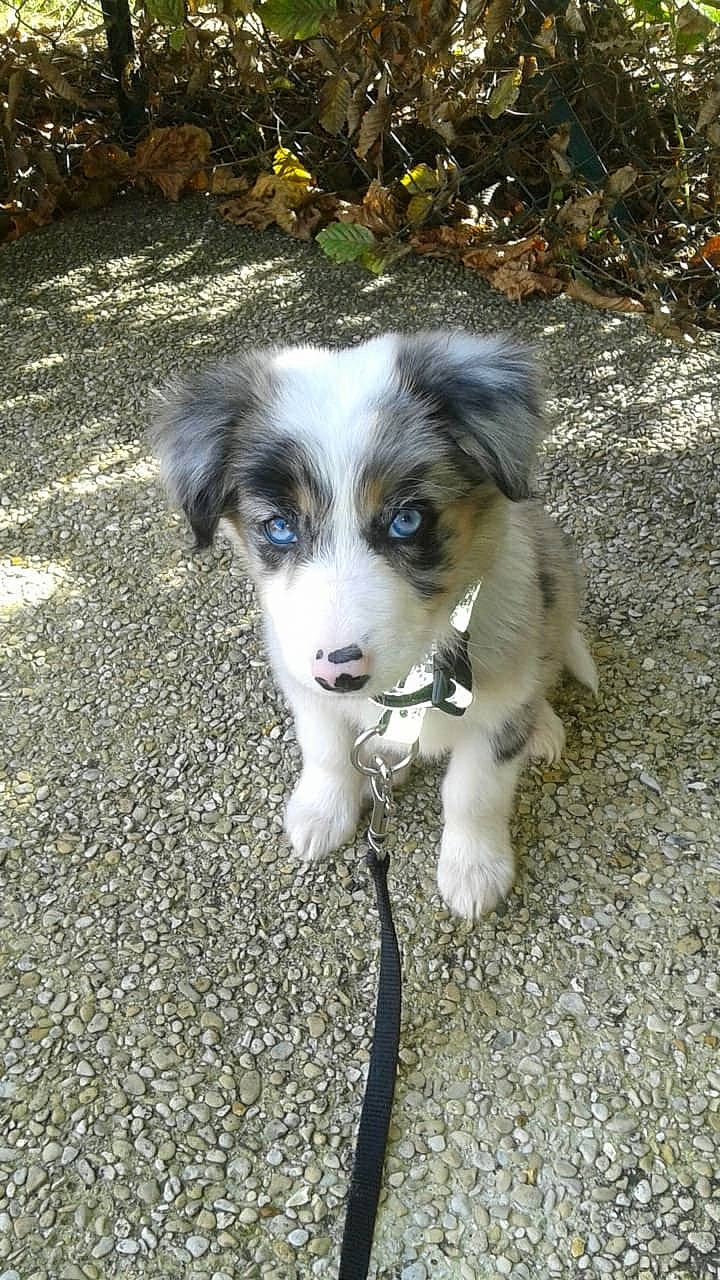 Nickie a rejoint le concours — aidez-le/la à gagner de superbes lots ! canidae, carnivore, companion_dog, dog, dog_breed, fawn, fur, grass, herding_dog, miniature_australian_shepherd, plant, road_surface, snout, soil, sporting_group, street_dog, terrestrial_animal, whiskers, working_animal, working_dog