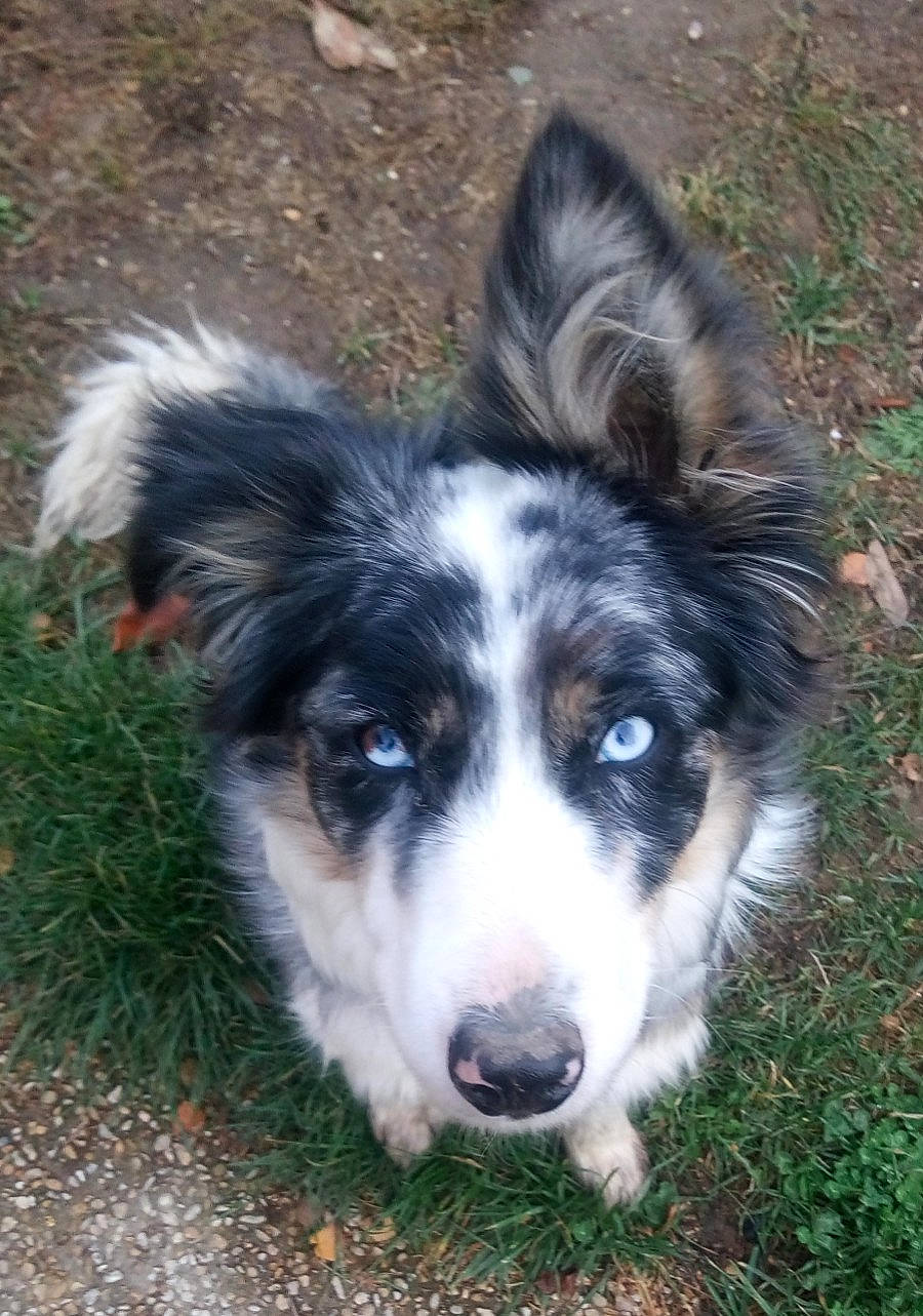 Nickie a rejoint le concours — aidez-le/la à gagner de superbes lots ! australian_collie, australian_shepherd, border_collie, carnivore, companion_dog, dog, dog_breed, eye, fur, grass, herding_dog, plant, snout, sporting_group, terrestrial_animal, whiskers, working_animal, working_dog