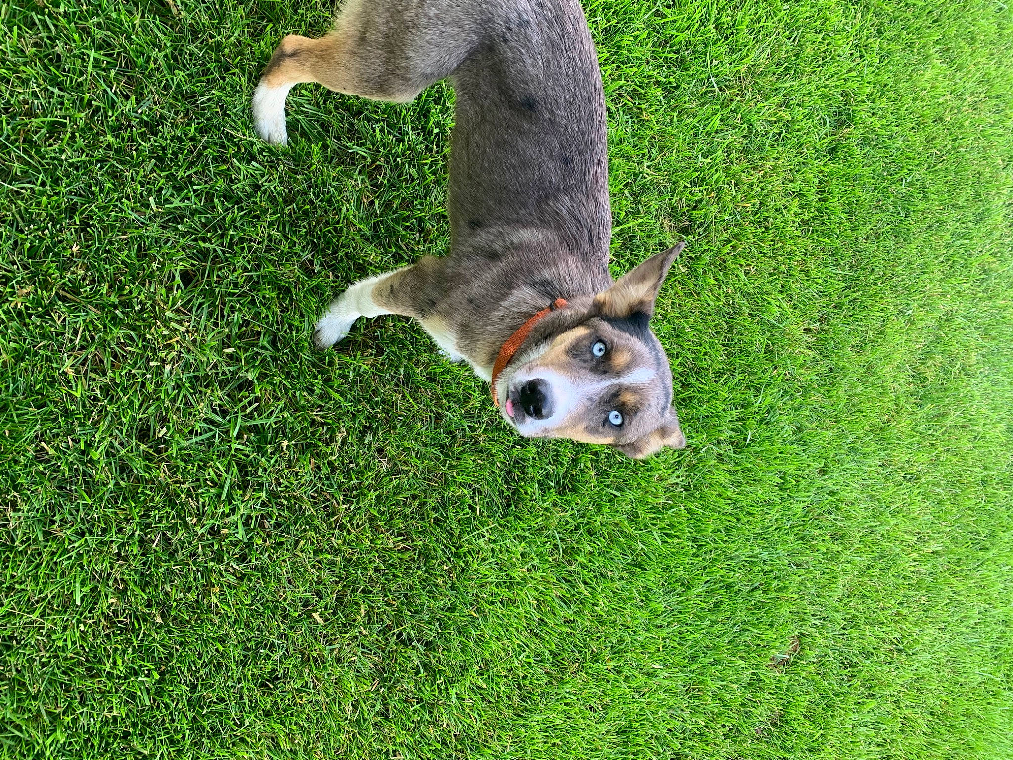 Shaymin joined the competition — help win amazing prizes! bird_of_prey, dog_breed, fawn, fox_squirrel, grass, grass_family, grassland, green, grey_squirrel, ground_squirrels, groundcover, lawn, plant, rodent, snout, sporting_group, squirrel, tail, terrestrial_animal, whiskers