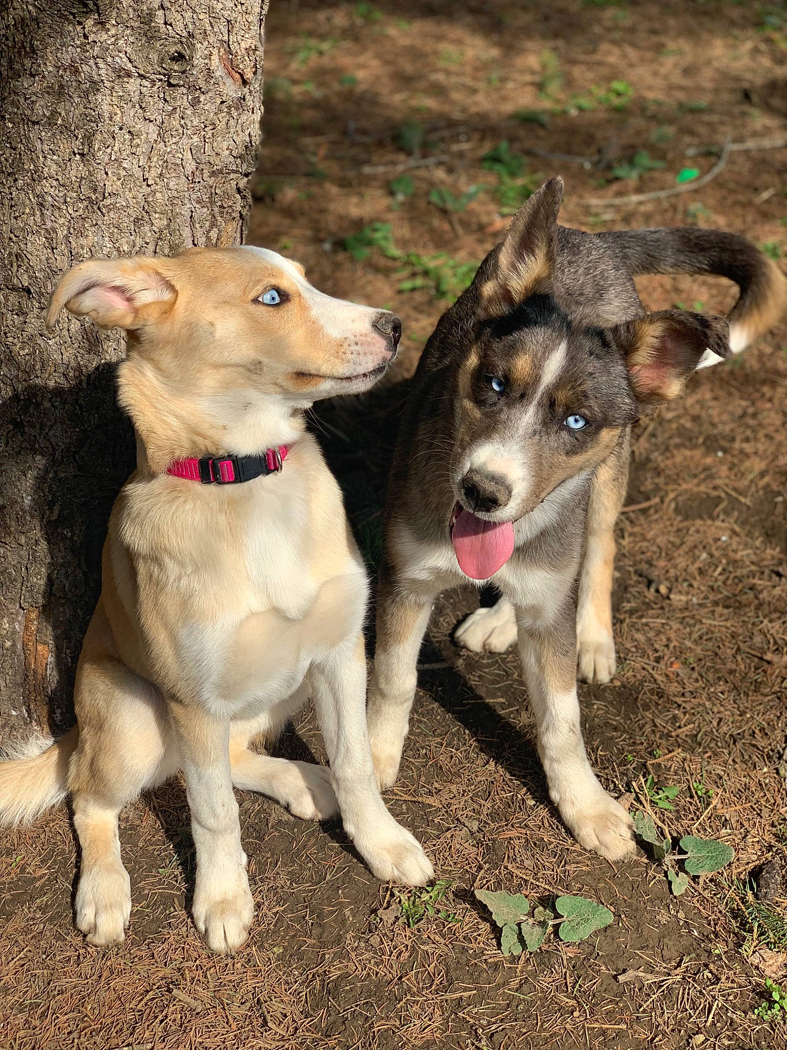 Shaymin is registered to the contest to win money with this photo: adventure, canidae, carnivore, collar, companion_dog, dog, dog_breed, dog_collar, fawn, leash, paw, pet_supply, recreation, snout, sporting_group, street_dog, tail, vertebrate, working_animal, working_dog