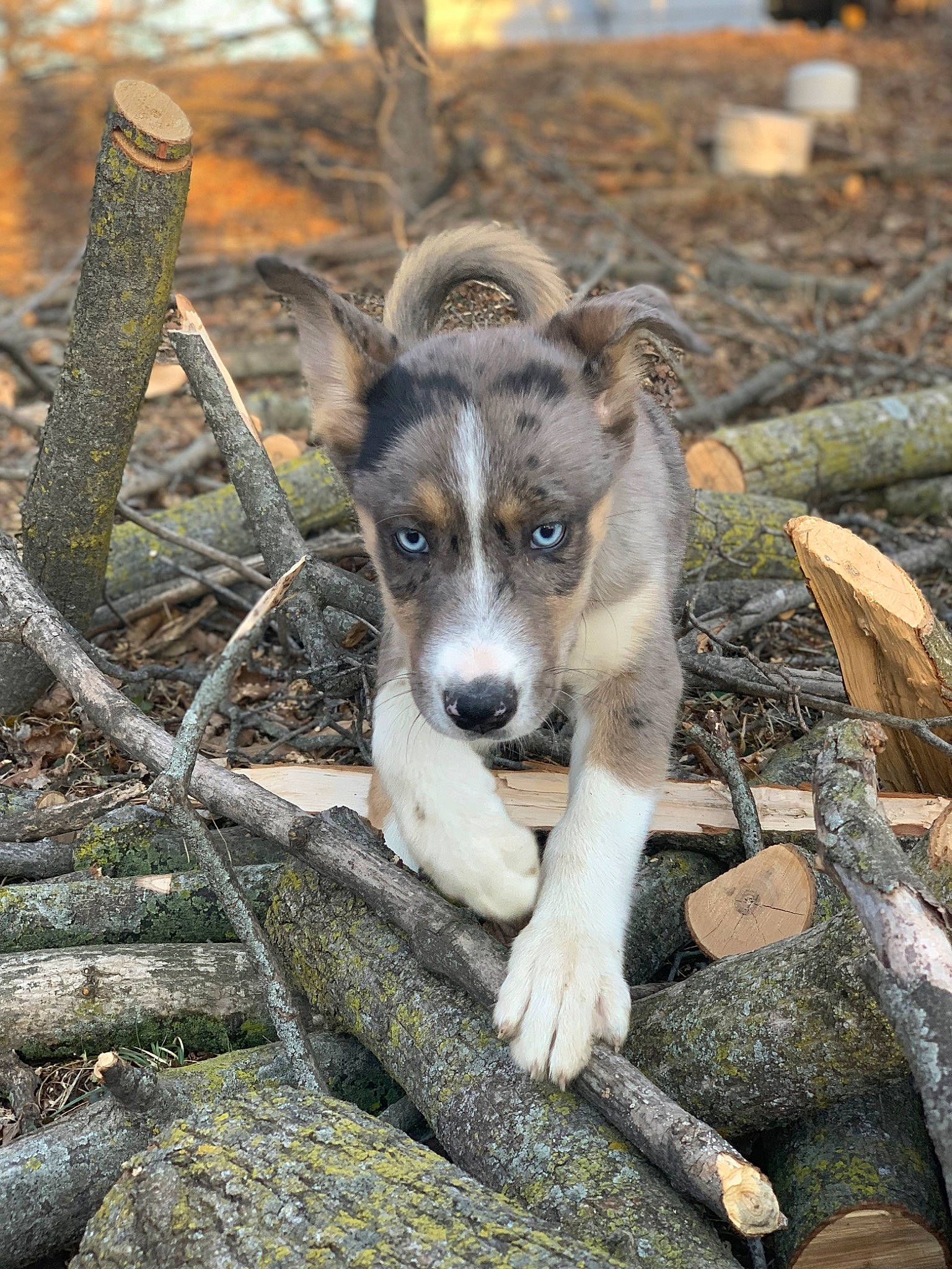 Shaymin joined the competition — help win amazing prizes! ancient_dog_breeds, art, carnivore, companion_dog, dog, dog_breed, grass, plant, rock, snout, sporting_group, street_dog, terrestrial_animal, wood, working_animal, working_dog