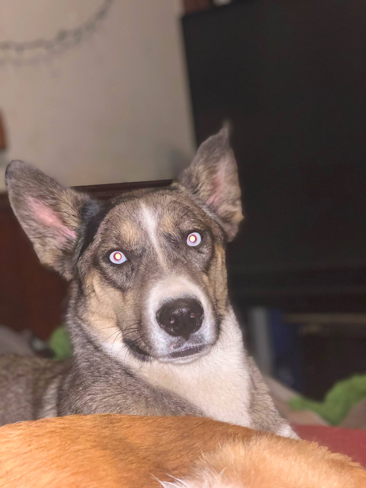 Shaymin joined the competition — help win amazing prizes! ancient_dog_breeds, canidae, carnivore, companion_dog, dog, dog_breed, eye, fur, head, jaw, snout, sporting_group, terrestrial_animal, whiskers, working_dog