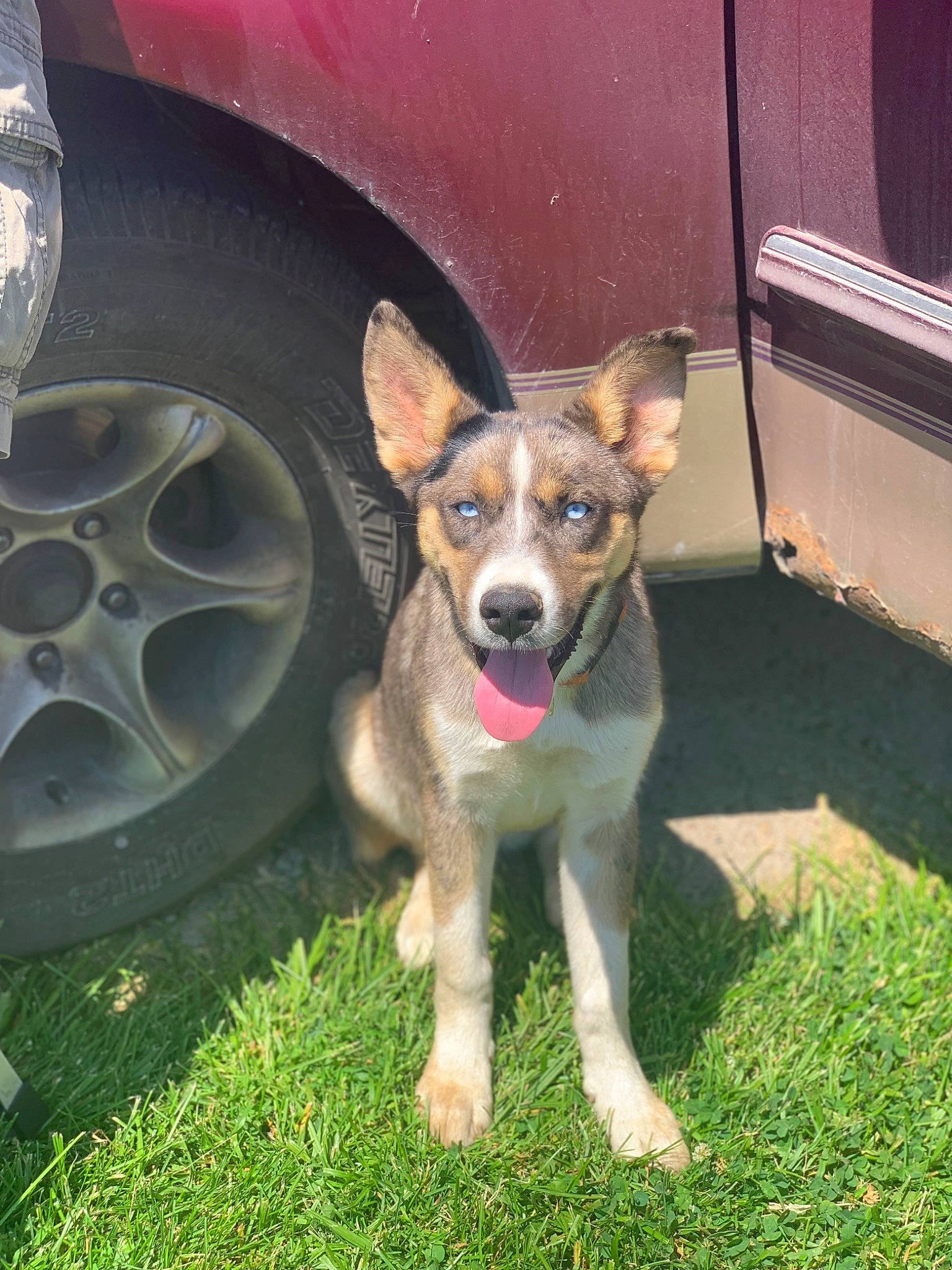 Shaymin joined the competition — help win amazing prizes! automotive_tire, car, carnivore, companion_dog, dog, dog_breed, door, fawn, fender, grass, hubcap, plant, rim, snout, synthetic_rubber, tire, tread, vehicle, vehicle_door, wheel