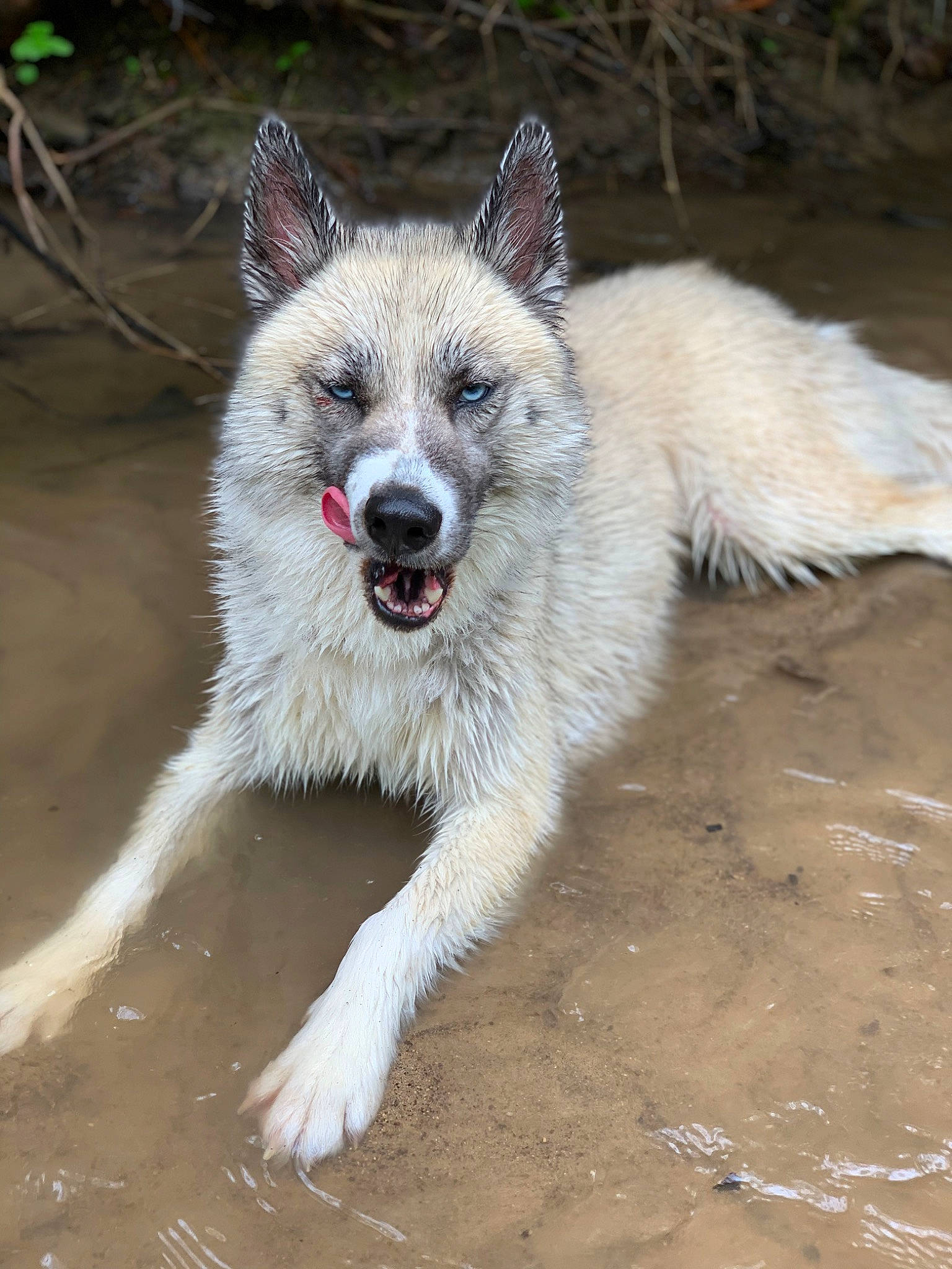 Sitka joined the competition — help win amazing prizes! ancient_dog_breeds, canidae, canis, canis_lupus_tundrarum, carnivore, companion_dog, dog, dog_breed, fang, fox, fur, jaw, paw, snout, sporting_group, tail, terrestrial_animal, wildlife, wolf, working_dog