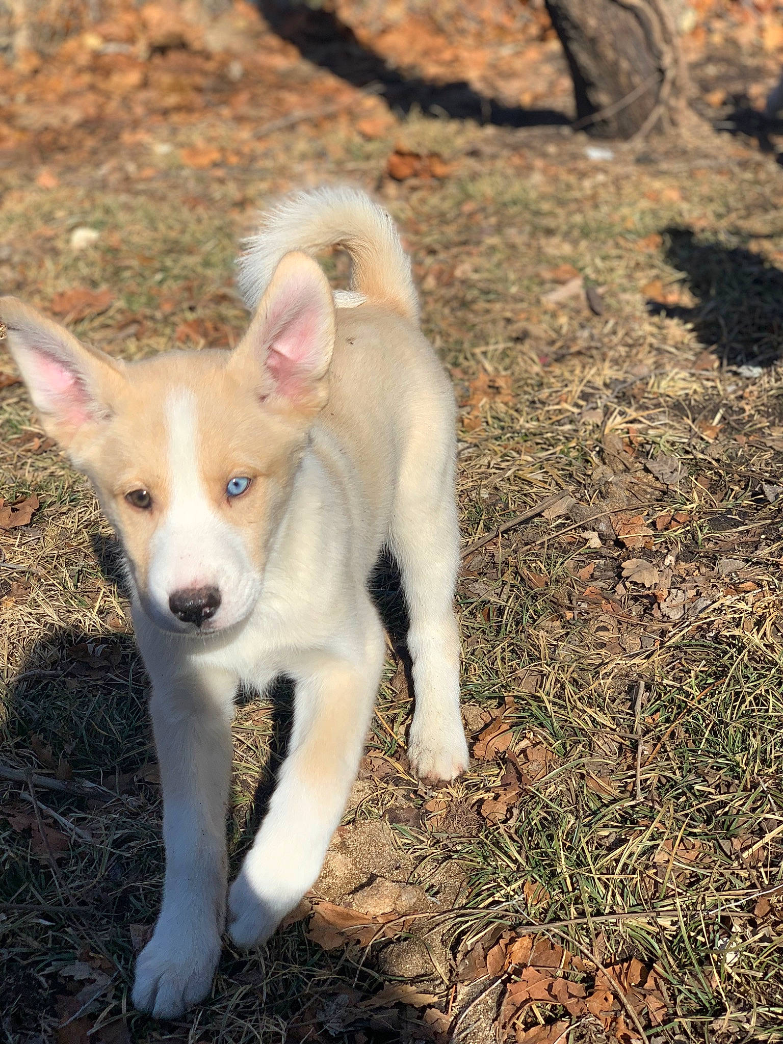 Opalite joined the competition — help win amazing prizes! canidae, carnivore, companion_dog, dog, dog_breed, fawn, grass, non_sporting_group, snout, soil, sporting_group, tail, terrestrial_animal, wildlife, working_animal