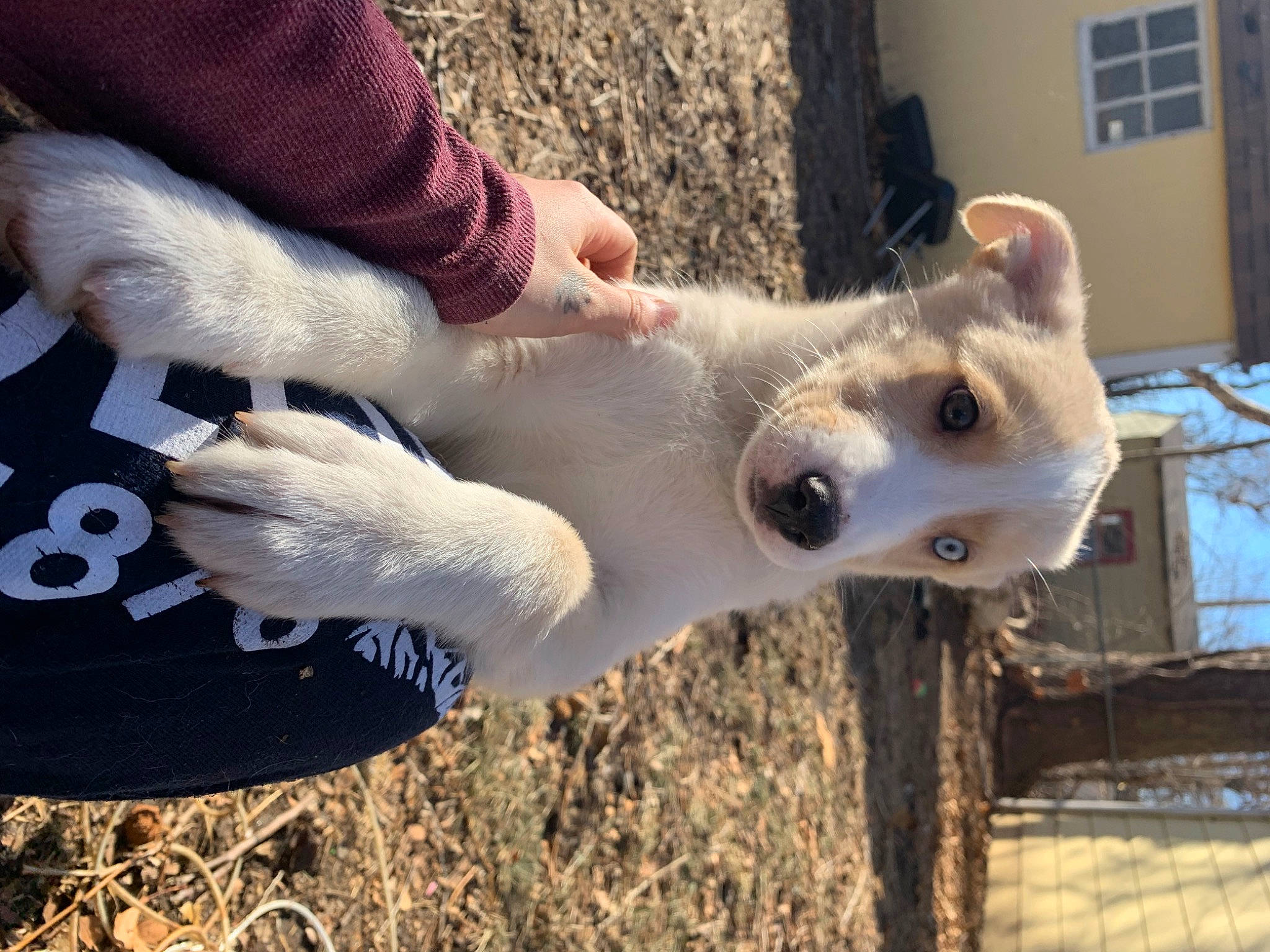 Opalite is registered to the contest to win money with this photo: canidae, carnivore, companion_dog, dog_breed, fawn, fur, jaw, polar_bear, snout, sporting_group, tail, terrestrial_animal, tire, whiskers, wildlife, window