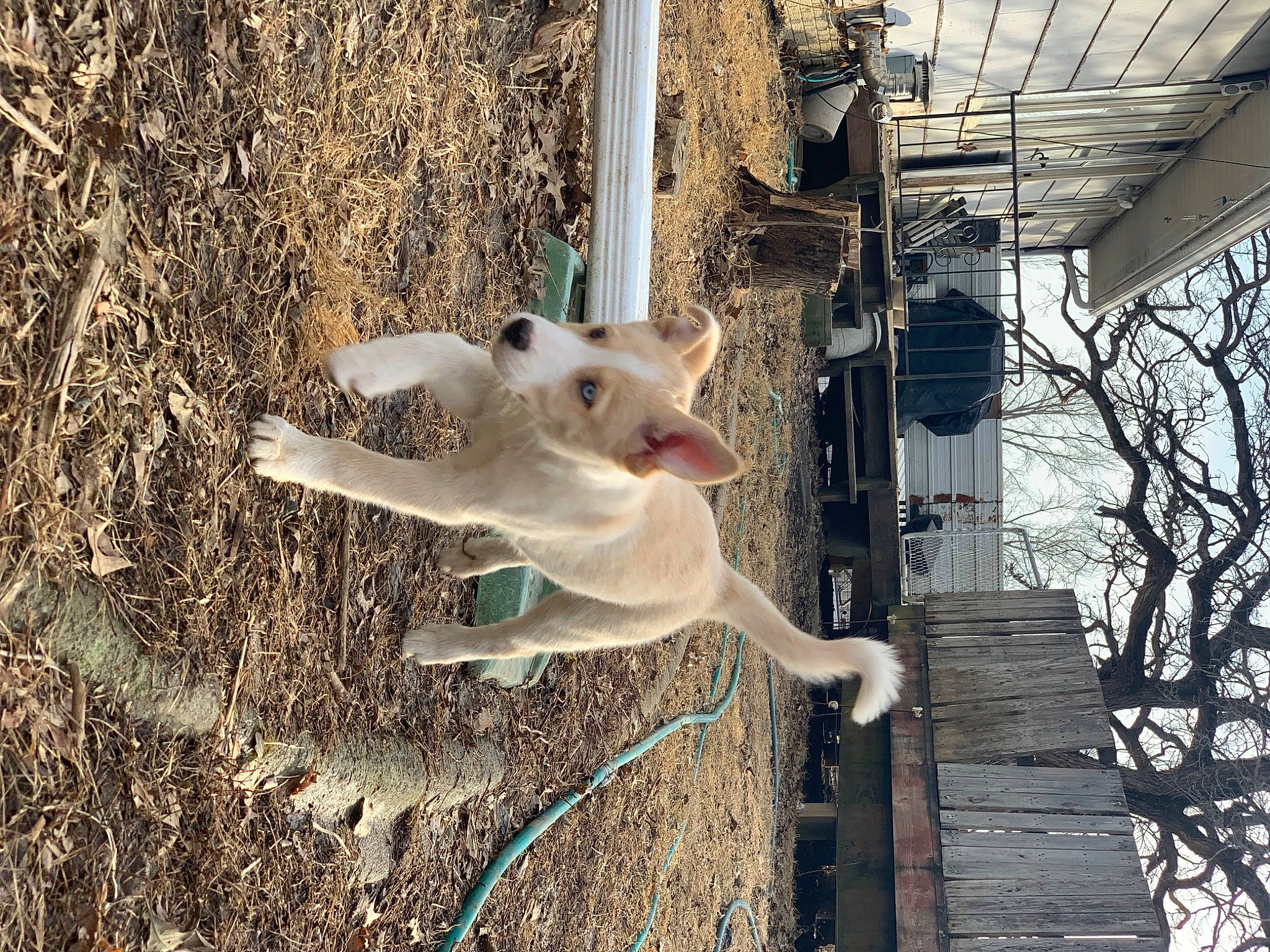 Opalite joined the competition — help win amazing prizes! carnivore, collar, companion_dog, dog, dog_breed, felidae, fur, goats, metal, non_sporting_group, small_to_medium_sized_cats, soil, tail, terrestrial_animal, tree, twig, whiskers, wood, working_animal