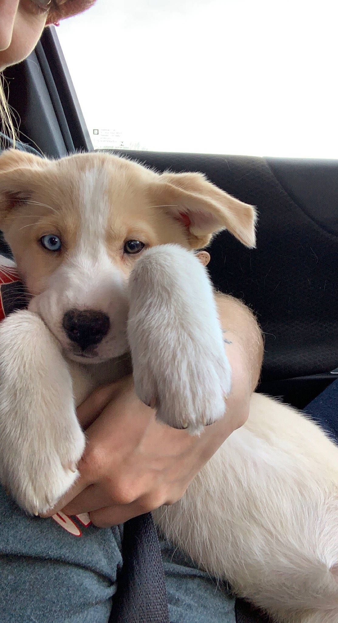 Opalite is registered to the contest to win money with this photo: canidae, carnivore, collar, comfort, companion_dog, dog, dog_breed, dog_collar, ear, fawn, fur, non_sporting_group, paw, puppy, puppy_love, snout, sporting_group, toy, whiskers, working_animal