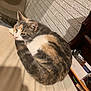 Fern is registered to the contest to win money with this photo: cat, calico_cat, curled_up, sleepy, tail, beige_surface, white_brick_wall, chair, wooden_surface, tray, household_items, indoor, pet, feline, resting, fur, striped, close_up, domestic_animal, relaxed
