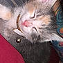 Fern joined the competition — help win amazing prizes! kitten, sleeping, cat, collar, bell, fur, closeup, hand, arm, tattoo, red_shirt, fabric, indoor, resting, cute, pet, pink_nose, whiskers, relaxing, domestic_animal