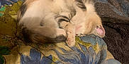 Fern joined the competition — help win amazing prizes! kitten, sleeping, cat, curled_up, floral_blanket, cozy, pet, fur, indoor, resting, cute, animal, small, pink_paw_pads, relaxed, soft, whiskers, tabby, domestic_cat, nap
