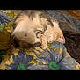 kitten, sleeping, cat, curled_up, floral_blanket, cozy, pet, fur, indoor, resting, cute, animal, small, pink_paw_pads, relaxed, soft, whiskers, tabby, domestic_cat, nap