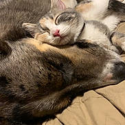 Fern is registered to the contest to win money with this photo: kitten, dog, sleeping, cozy, blanket, fur, resting, animal, pet, snuggling, cute, friendship, domestic, companion, relaxing, indoor, warm, closeup, peaceful, adorable