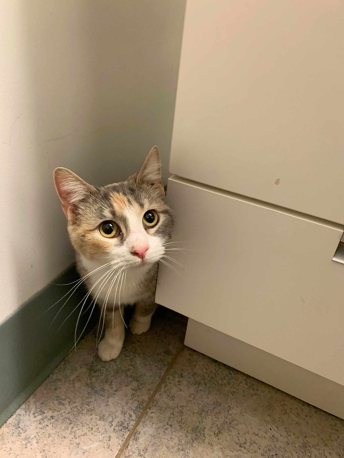 Fern joined the competition — help win amazing prizes! cat, curious, peeking, corner, cabinet, floor, tile, whiskers, wide_eyes, indoor, pet, animal, cute, feline, domestic, small, pink_nose, ears, fur, alert