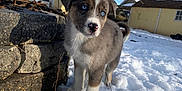 Shaymin joined the competition — help win amazing prizes! animal, backyard, blue_eyes, canine, cold, curious, daylight, dog, fur, nature, outdoor, pet, puppy, snow, stone_wall, sunny, trees, winter, yellow_house, young_dog