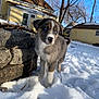 animal, backyard, blue_eyes, canine, cold, curious, daylight, dog, fur, nature, outdoor, pet, puppy, snow, stone_wall, sunny, trees, winter, yellow_house, young_dog