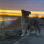 Shaymin joined the competition — help win amazing prizes! animal, calm, curious, dirt, dog, evening, grass, landscape, nature, outdoor, path, pet, puppy, quiet, scenic, sky, sunset, trees, water, young_dog