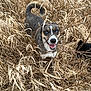 animal, black, blue_eyes, branch, brown, canine, dog, dry_grass, field, fur, happy, joyful, nature, outdoor, pet, playful, smiling, tail, white, wild