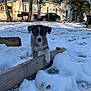 animal, blue_eyes, canine, cold, curious, daylight, dog, fence, house, nature, outdoor, pet, playful, puppy, snow, tree, winter, wood, yard, young_dog