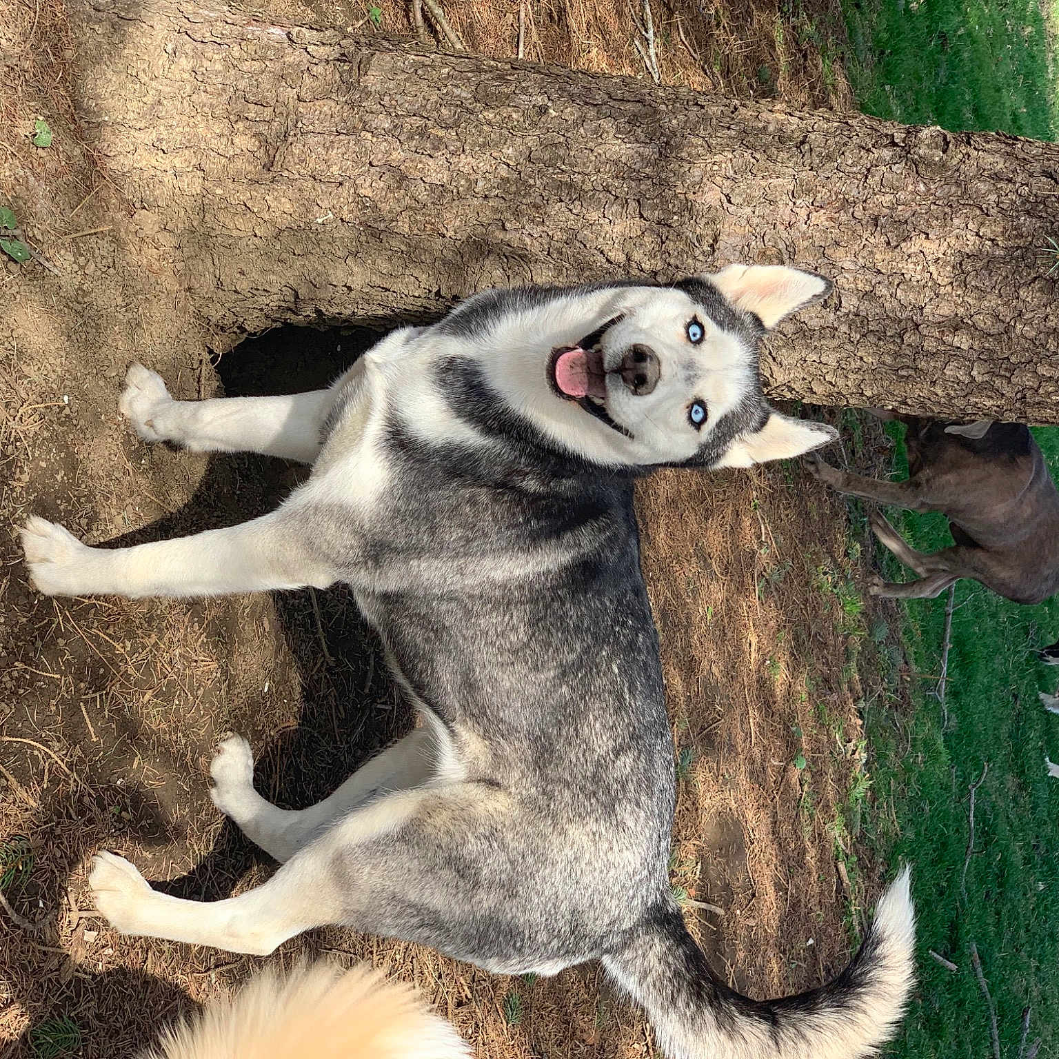 Shiloh