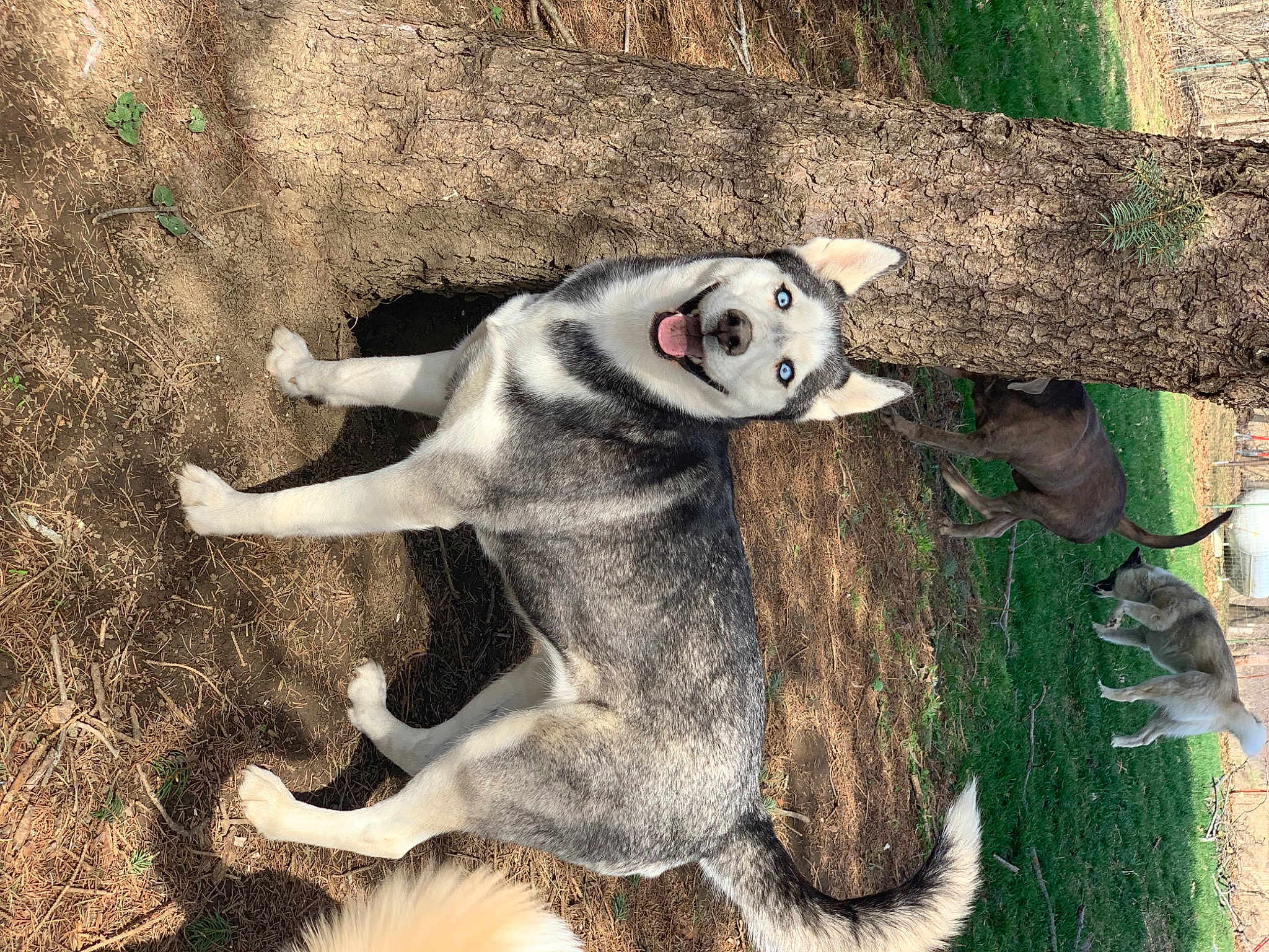 Shiloh
