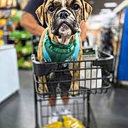 Ralphie is registered to the contest to win money with this photo: dog, bulldog, puppy, pet, animal, face, wrinkles, short_muzzle, brown_and_white, harness, shopping_cart, store, indoors, retail, aisle, portrait, close_up, looking_at_camera, human, blurred_background